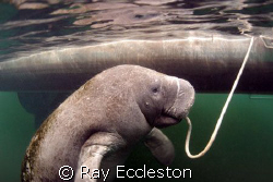 Manatee on a rope, Camera Nikon D-200 by Ray Eccleston 